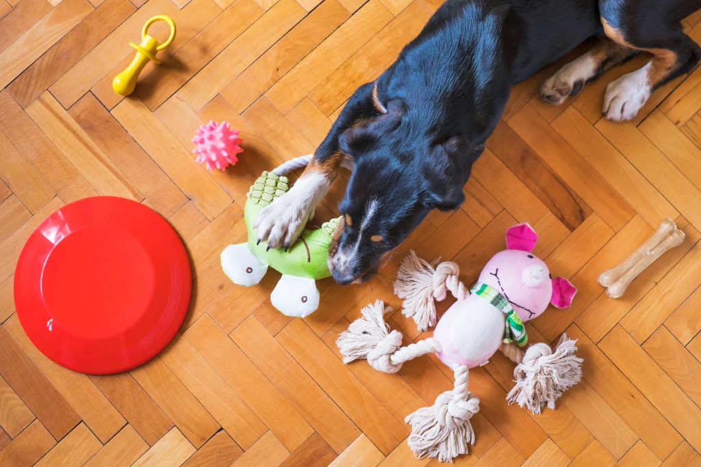 Gifts for pets are a good holiday gift for tenants in Gilbert, AZ.