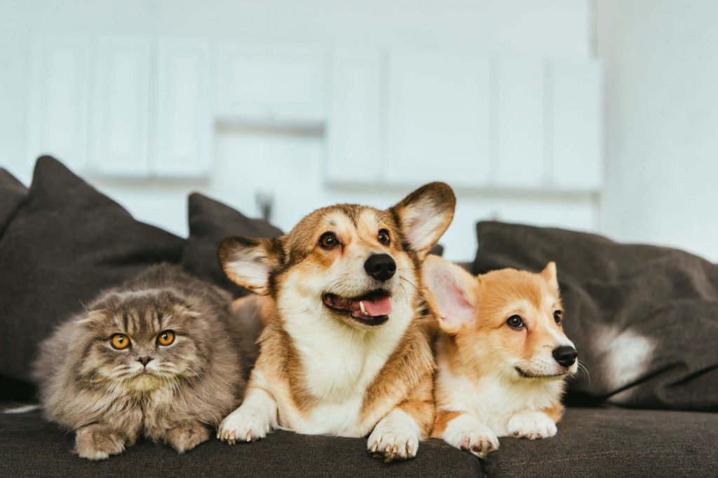 pet-friendly-rental-property-phoenix-az